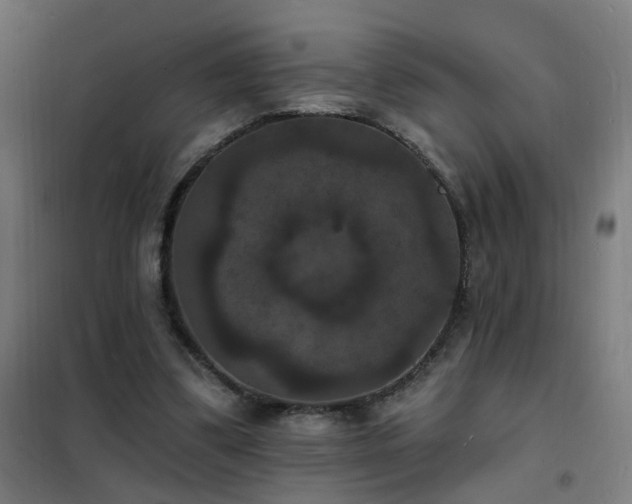 X0000102230299200807251241