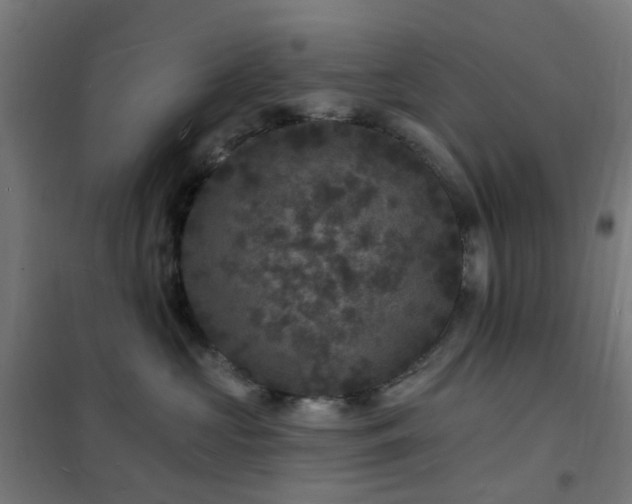 X0000102230573200807251237