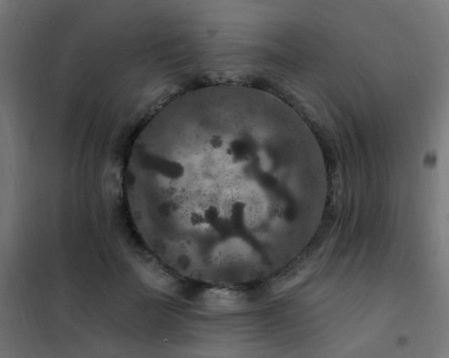 X0000102230699200807251235