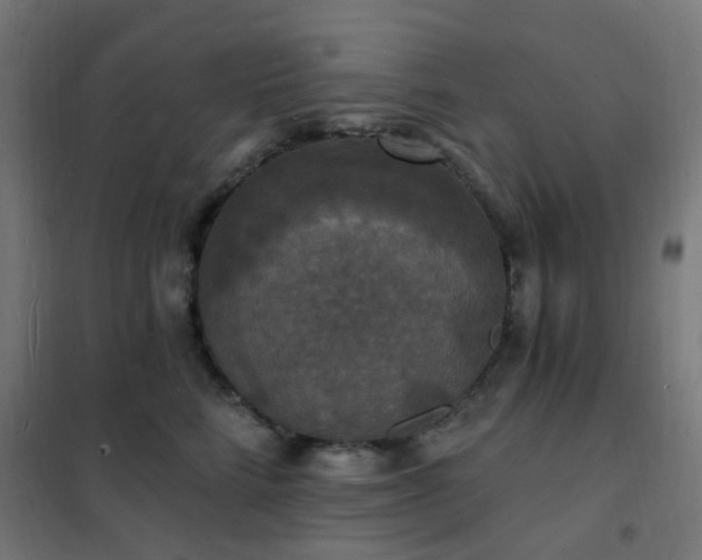 X0000102230712200807251235