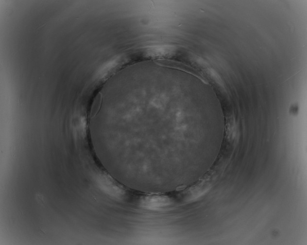 X0000102230716200807251235
