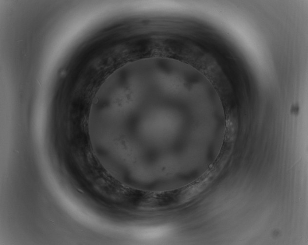 X0000102230765200807251235