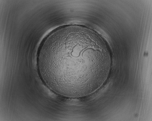 X0000102230784200807251234