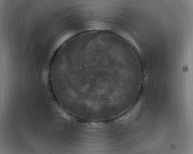 X0000102230874200807251233