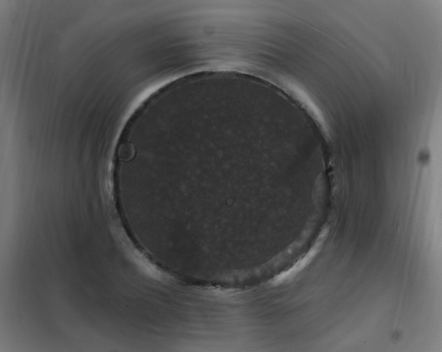 X0000102230932200807251232