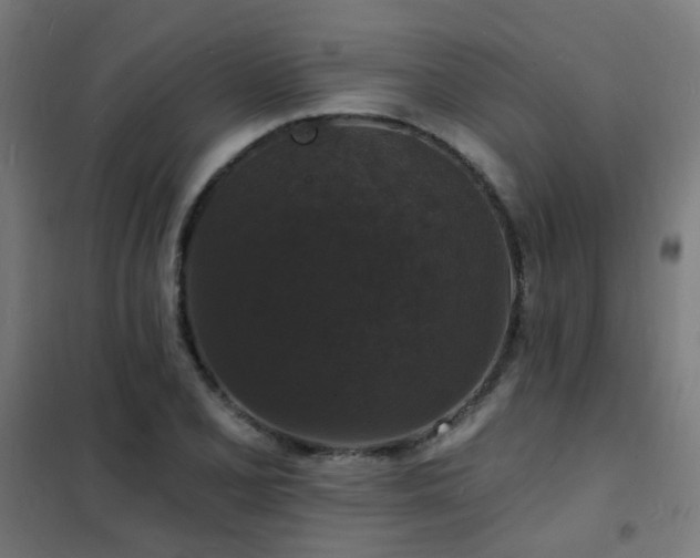 X0000102231077200807251229