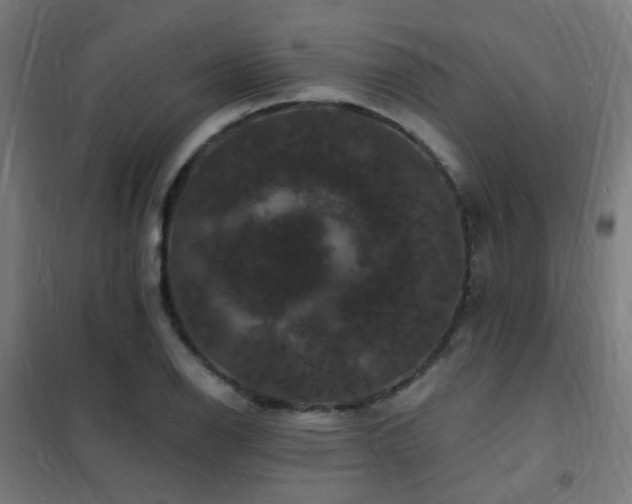 X0000102231126200807251229