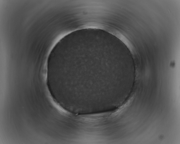 X0000102231132200807251229