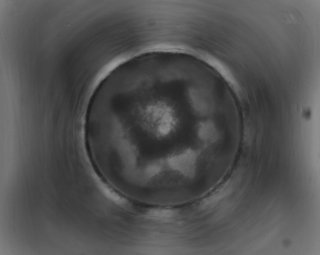 X0000102231237200807251227