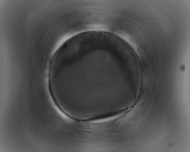 X0000102231383200807251225