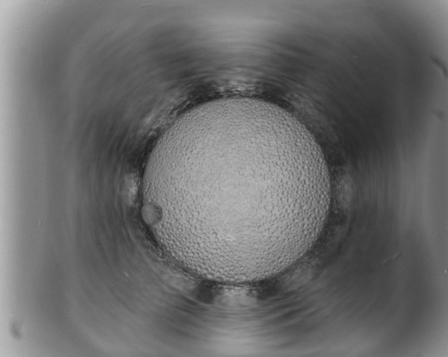 X0000102230709200808011225