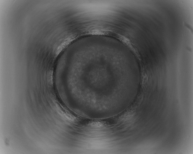 X0000102230299200808081353