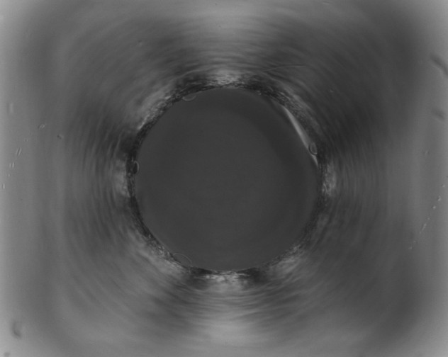 X0000102230524200808081350