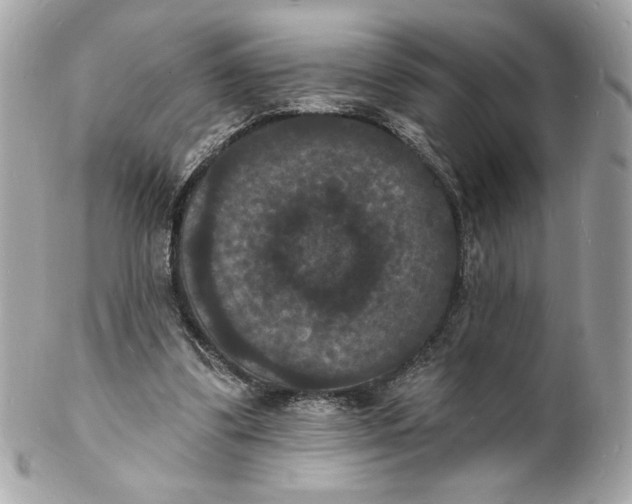 X0000102230299200808151736