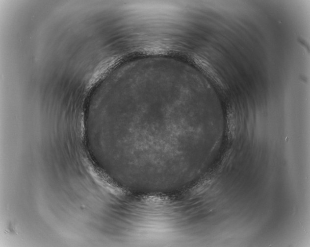 X0000102230494200808151733