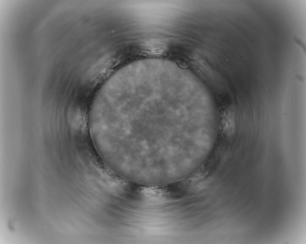 X0000102230568200808151732
