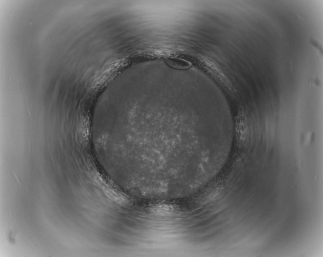X0000102230593200808151732