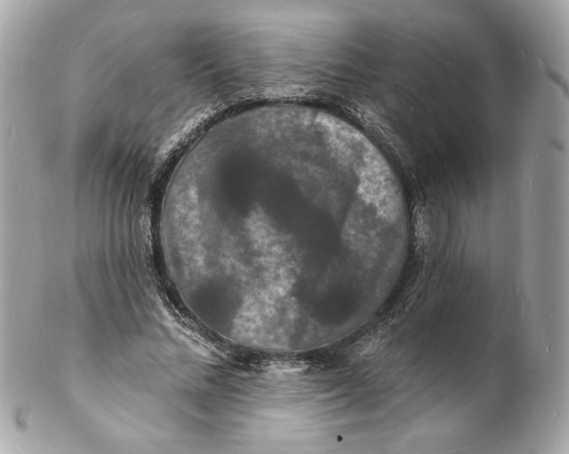 X0000102230684200808151730
