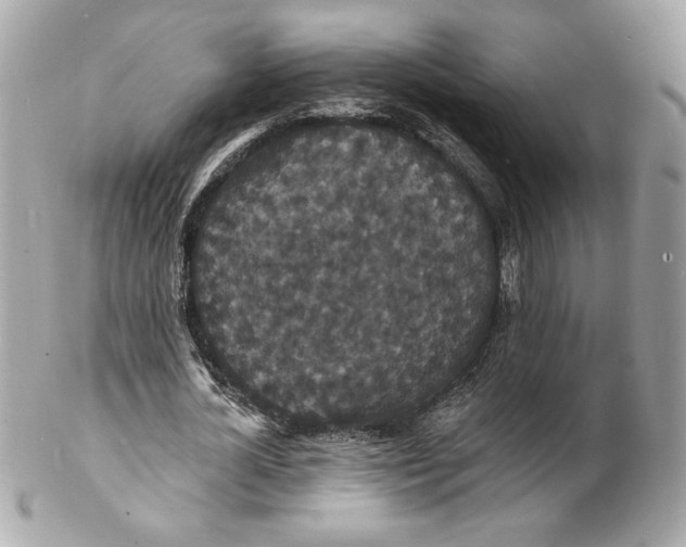 X0000102230724200808151729