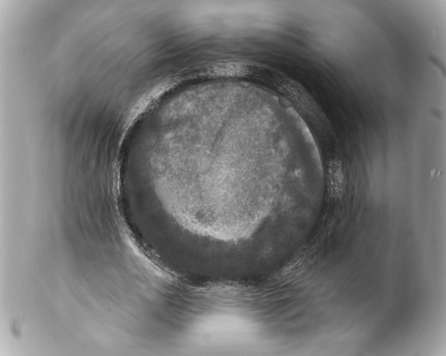 X0000102230726200808151729