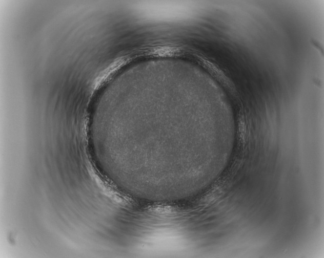 X0000102230730200808151729
