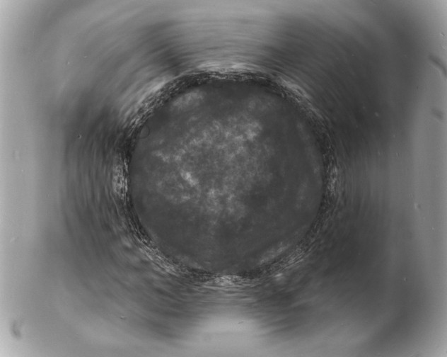 X0000102230966200808151725