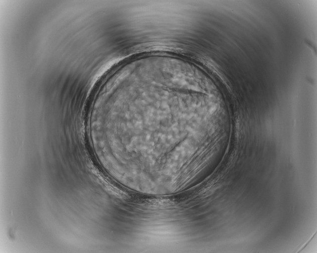 X0000102231024200808151724