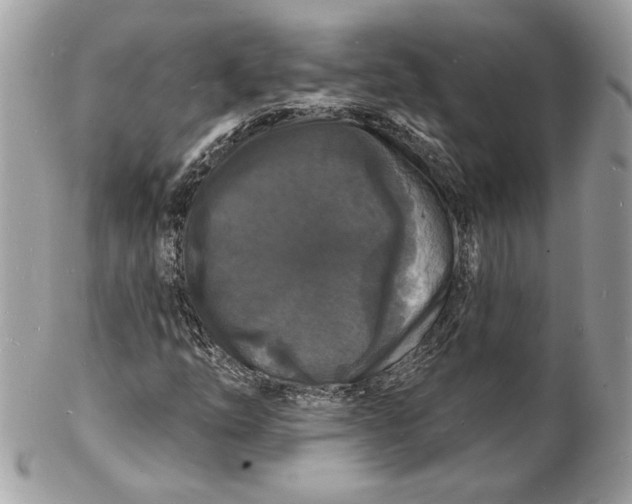 X0000102231254200808151721