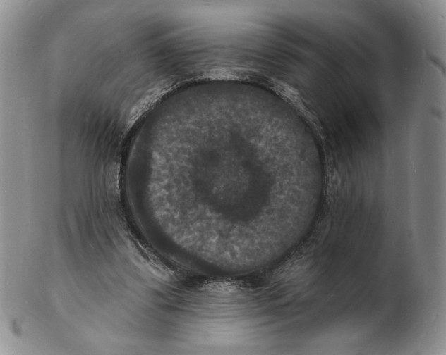 X0000102230299200808221314