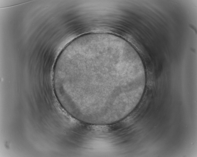 X0000102230856200808221306