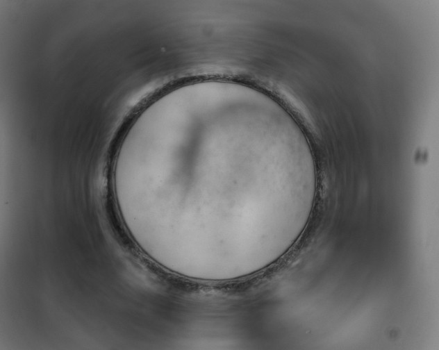 X0000102240632200807250838