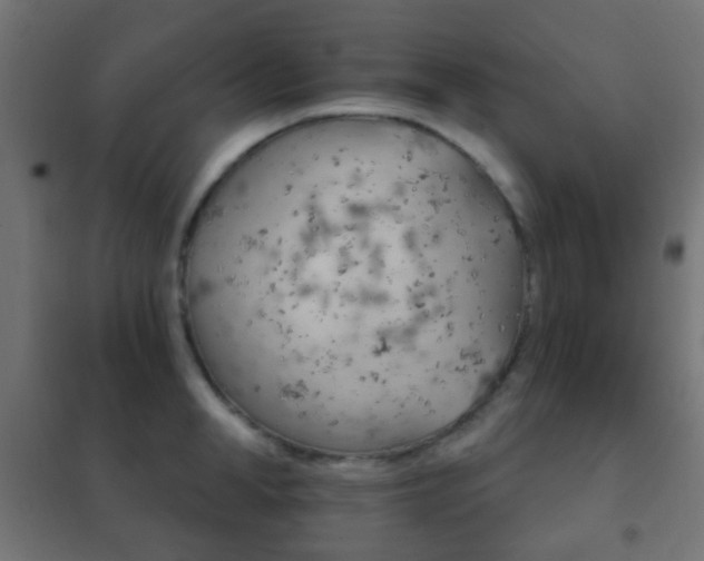X0000102240998200807250833