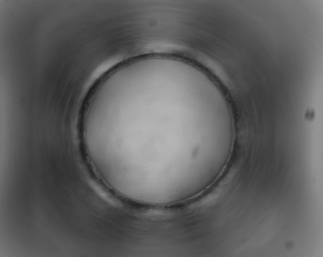 X0000102241026200807250833