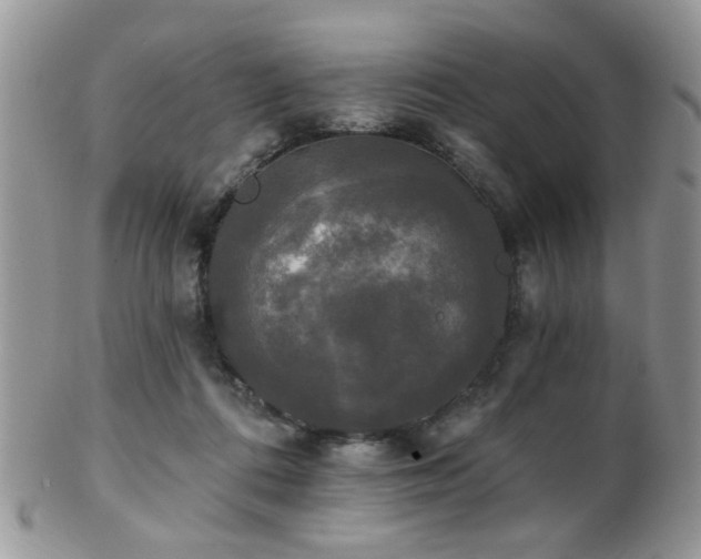 X0000102240312200807251305