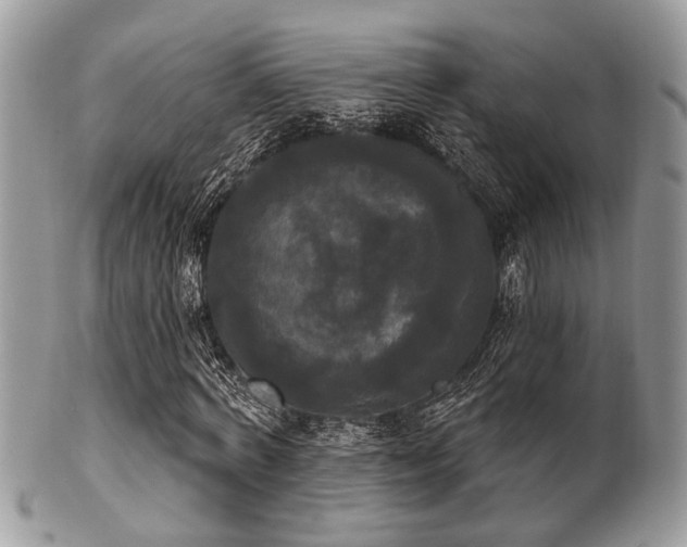 X0000102240772200807251259