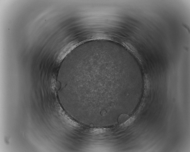 X0000102240985200808011244