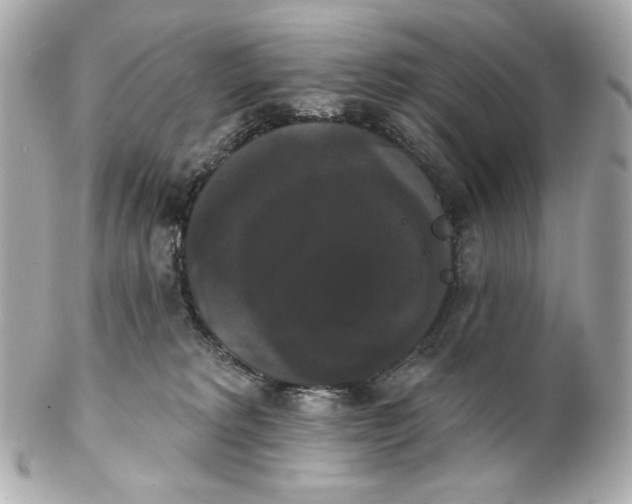 X0000102240229200808151801