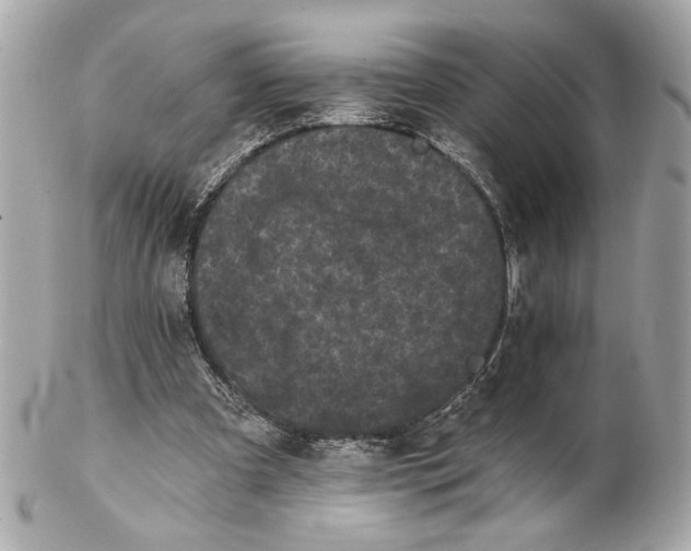 X0000102240297200808151800