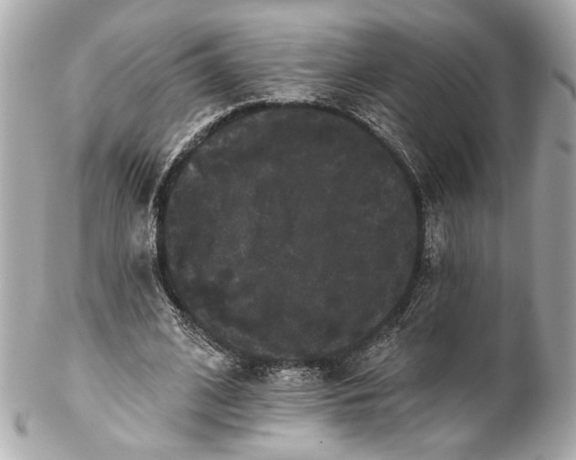 X0000102240584200808151755