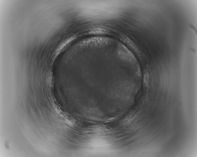 X0000102240724200808151753