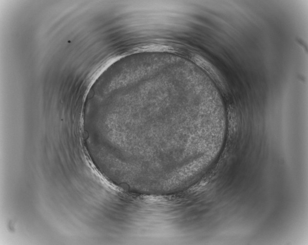 X0000102240852200808151752