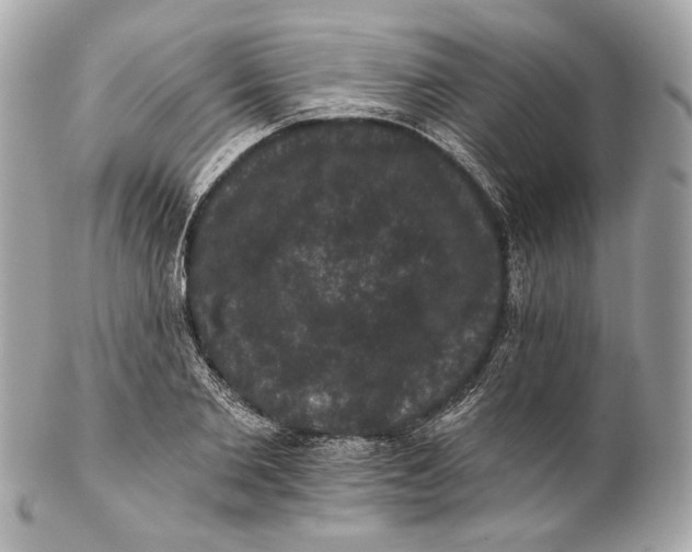 X0000102240885200808151751