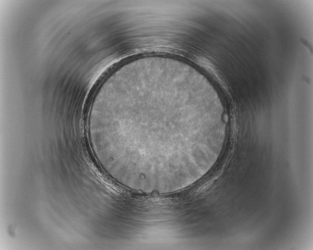 X0000102240924200808151750