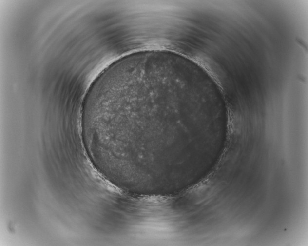 X0000102240950200808151750