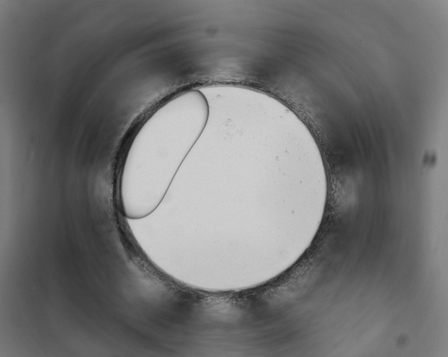 X0000102250534200807250903