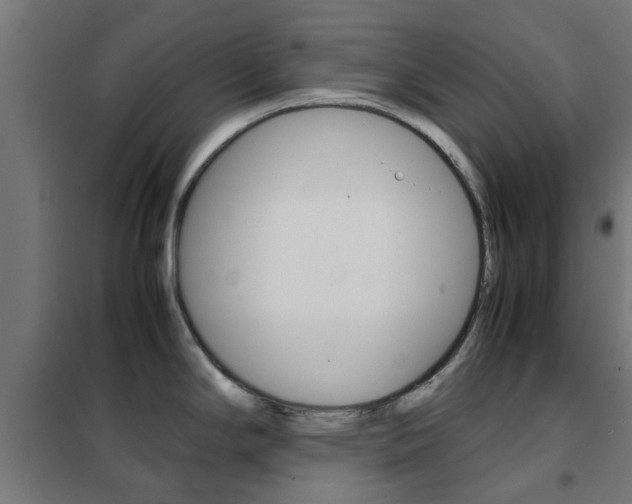 X0000102251294200807250852