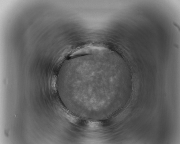 X0000102250336200808011316