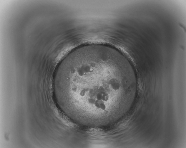 X0000102250487200808011314