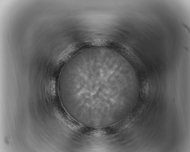 X0000102250696200808011311