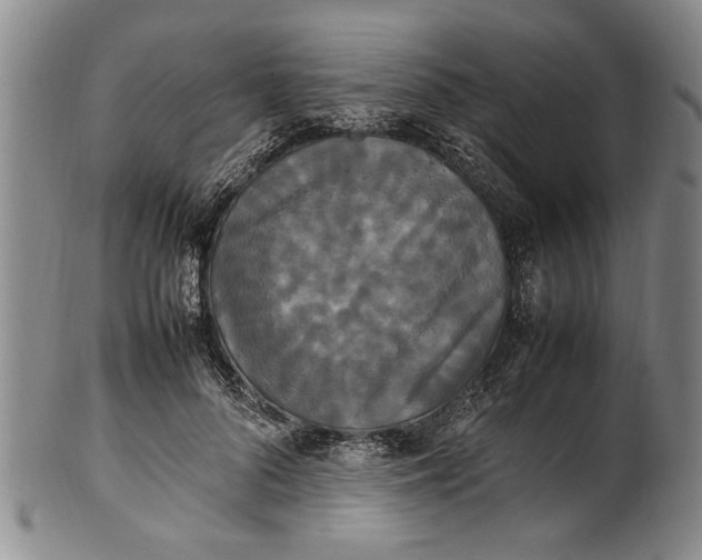 X0000102250696200808081411